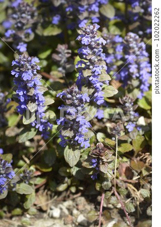 Bugle Atropurpurea Bugle Atropurpurea 102022262