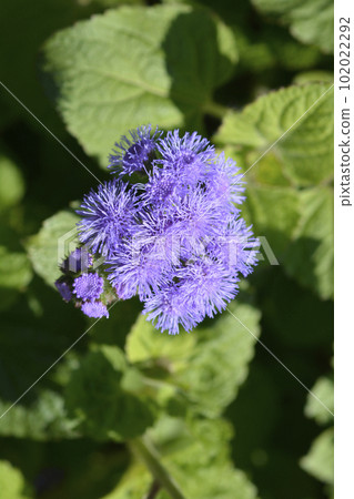 Floss Flower Floss Flower 102022292