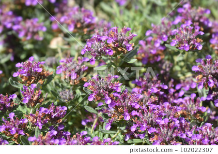 Germander hybrid 102022307