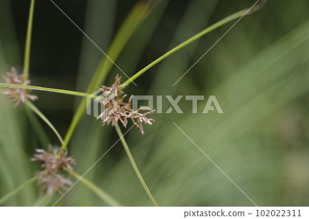 Papyrus sedge 102022311