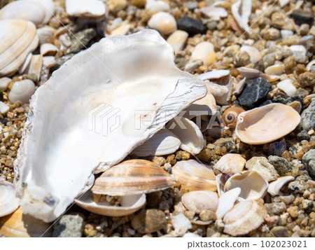 有很多貝殼的沙灘。 有很多貝殼的沙灘。 102023021