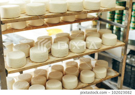 Abundance of Heads of Goat Cheese on Shelf Stands Arranged to Ripen on Cheese Farm Abundance of Heads of Goat Cheese on Shelf Stands Arranged to Ripen on Cheese Farm 102023082