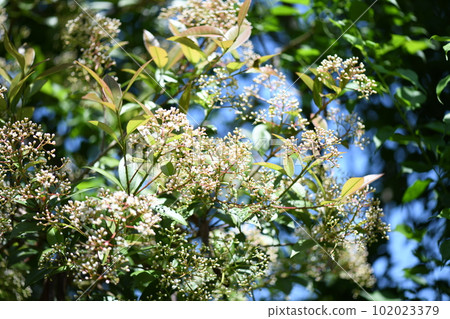 Flower of rose family evergreen [Panthera japonicum] 102023379