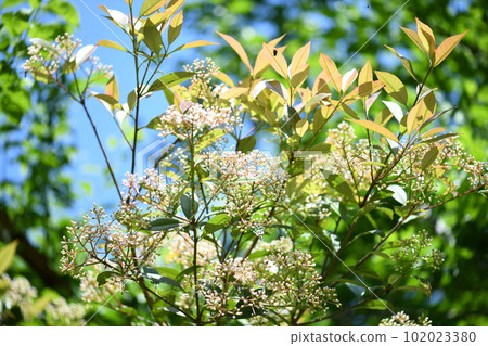 Flower of rose family evergreen [Panthera japonicum] 102023380
