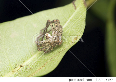 Huntsman spider moult, Heteropoda venatoria, Satara, Maharashtra, India 102023462