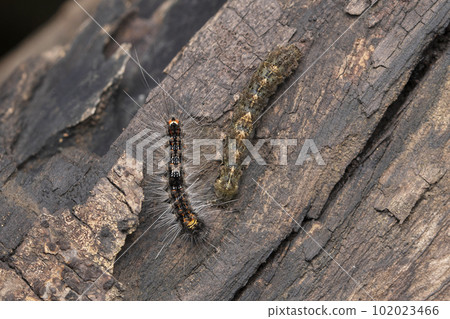 Gypsy moth caterpillar, Lymantria dispar dispar and Bridge underwing, Catocala neogama, Satara, Maharashtra, India Gypsy moth caterpillar, Lymantria dispar dispar and Bridge underwing, Catocala neogama, Satara, Maharashtra, India 102023466