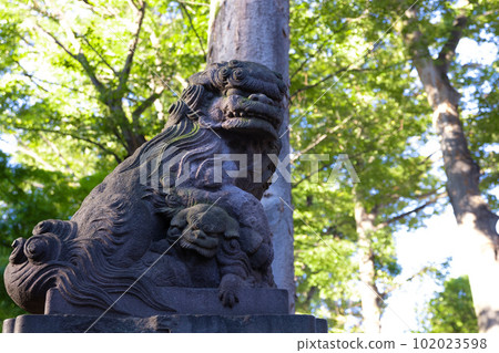Komainu of Tanashi Shrine [Japanese image] 102023598