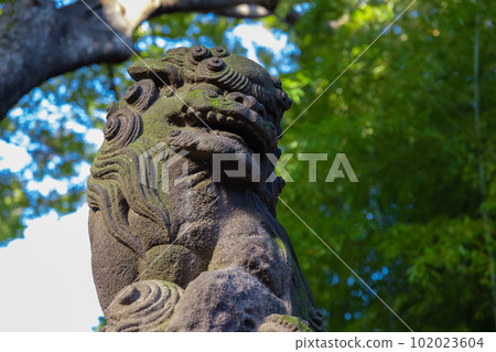 Komainu of Tanashi Shrine [Japanese image] 102023604
