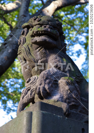 Komainu of Tanashi Shrine [Japanese image] 102023606