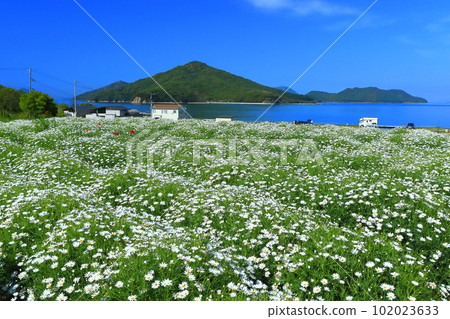 [香川縣]瑪格麗特在花卉公園浦島盛開 102023633
