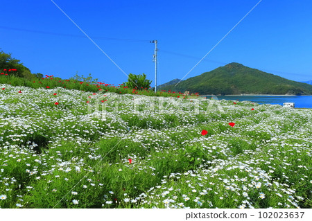 [Kagawa Prefecture] Margaret in full bloom at Flower Park Urashima 102023637