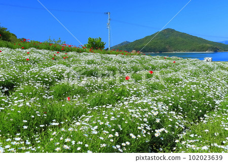 [Kagawa Prefecture] Margaret in full bloom at Flower Park Urashima 102023639