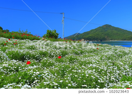 [Kagawa Prefecture] Margaret in full bloom at Flower Park Urashima 102023643