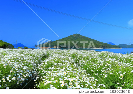 [Kagawa Prefecture] Margaret in full bloom at Flower Park Urashima 102023648