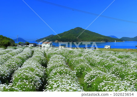 [Kagawa Prefecture] Margaret in full bloom at Flower Park Urashima 102023654