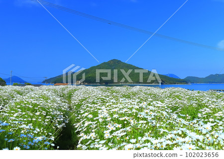 [香川縣]瑪格麗特在花卉公園浦島盛開 102023656