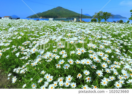 [Kagawa Prefecture] Margaret in full bloom at Flower Park Urashima 102023660