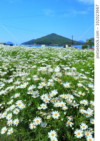 [Kagawa Prefecture] Margaret in full bloom at Flower Park Urashima 102023667
