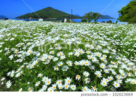 [Kagawa Prefecture] Margaret in full bloom at Flower Park Urashima 102023669