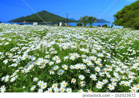 [Kagawa Prefecture] Margaret in full bloom at Flower Park Urashima 102023672