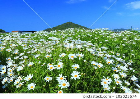 [Kagawa Prefecture] Margaret in full bloom at Flower Park Urashima 102023674