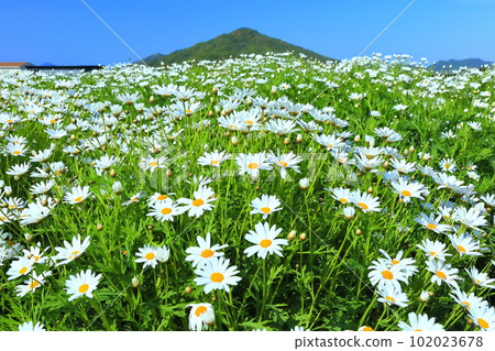 [Kagawa Prefecture] Margaret in full bloom at Flower Park Urashima 102023678