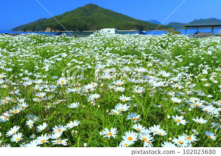[Kagawa Prefecture] Margaret in full bloom at Flower Park Urashima 102023680