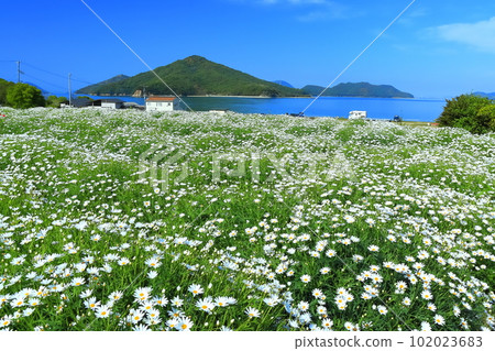 [Kagawa Prefecture] Margaret in full bloom at Flower Park Urashima 102023683