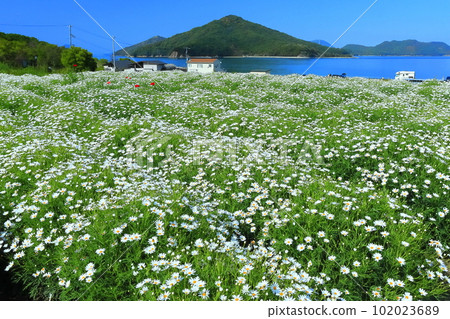 [Kagawa Prefecture] Margaret in full bloom at Flower Park Urashima 102023689