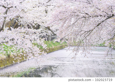 Cherry blossoms at Hirosaki Castle Outer Moat after Corona 102023719