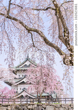 Hirosaki Castle and Buddy Cherry Blossoms 102023881
