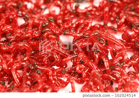 A handful of bloodworm bait for fishing, isolated on white background. Bloodworm close-up. Nozzle for fishing. Extremal close-up. Side view. 102024514