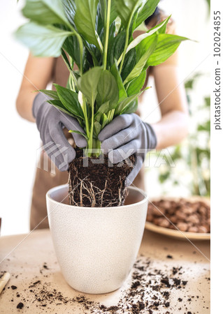 close up of Female gardener hands putting spathiphyllum in flowerpot 102024855
