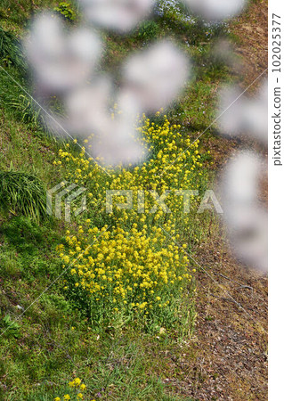 Nanohana at Yamakita Station on the Gotemba Line in Kanagawa Prefecture in spring Nanohana at Yamakita Station on the Gotemba Line in Kanagawa Prefecture in spring 102025377