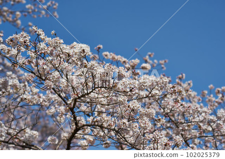 Sakura at Yamakita Station on the Gotemba Line in Spring, Kanagawa Prefecture Sakura at Yamakita Station on the Gotemba Line in Spring, Kanagawa Prefecture 102025379