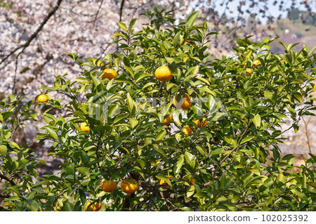 Fruits of Yamakita Station on the Spring Gotemba Line in Kanagawa Prefecture 102025392