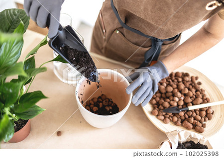close up of gardener hands adding earth in pot for transplanting houseplant 102025398