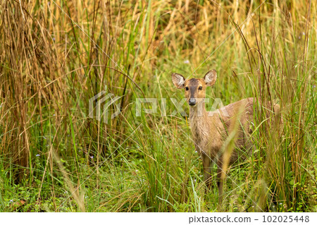 Indian hog deer or Axis porcinus closeup with eye contact in natural green background at pilibhit national park or tiger reserve uttar pradesh india asia 102025448