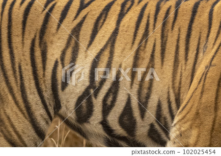 wild bengal male tiger or panthera tigris side profile stripes pattern background texture in orange repeated seamless black in jungle safari at forest of central india asia wild bengal male tiger or panthera tigris side profile stripes pattern background texture in orange repeated seamless black in jungle safari at forest of central india asia 102025454