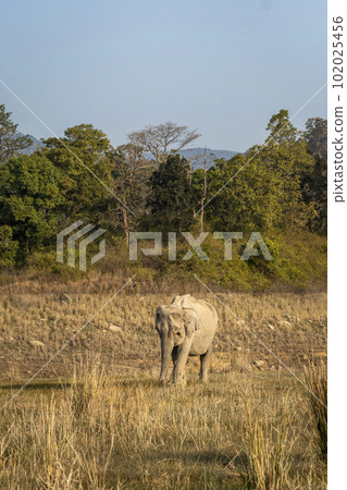 wild asian elephant or tusker or Elephas maximus indicus head on strolling or walking in winter morning light and scenic landscape at dhikala zone of jim corbett national park forest uttarakhand india wild asian elephant or tusker or Elephas maximus indicus head on strolling or walking in winter morning light and scenic landscape at dhikala zone of jim corbett national park forest uttarakhand india 102025456