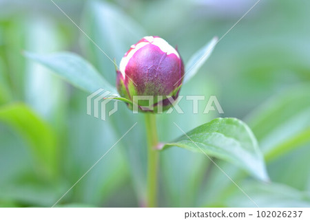 Peony root Peony root 102026237