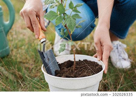 Unknown faceless gardener in jeans working in the field, digging raspberry seedling from the pot, holding shovel, planting small berry bush in the ground. Unknown faceless gardener in jeans working in the field, digging raspberry seedling from the pot, holding shovel, planting small berry bush in the ground. 102026335