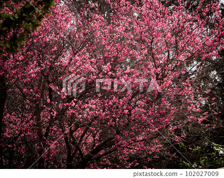 梅花盛開 梅花盛開 102027009