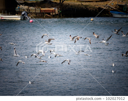 Multiple black-tailed gulls jumping out of the river 102027012