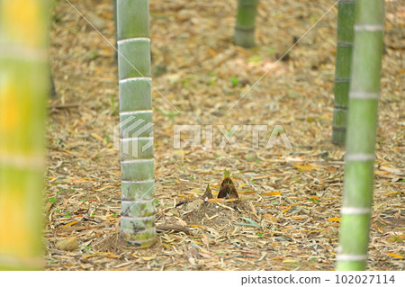 春天竹林裡的竹筍。竹筍，竹筍，竹筍，配料，野菜。 102027114