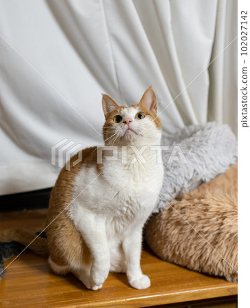 凝視貓，棕色虎斑白 102027142