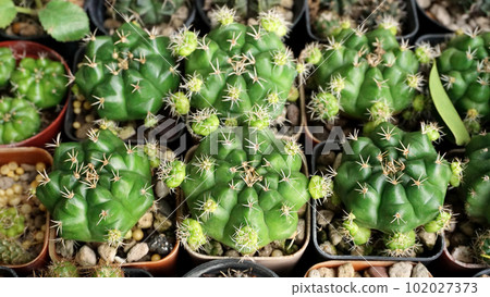 Group of cactus pot in garden, Houseplant background 102027373