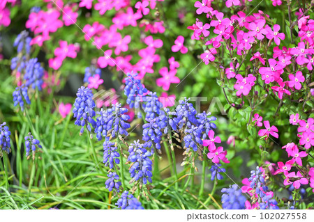 深粉紅色的春天花朵、苔蘚福祿考、芝櫻和紫色穆斯卡里。 102027558