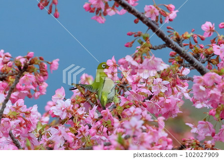 Ida, Numazu City, Shizuoka Prefecture Early-blooming Kawazu cherry blossoms and white-eye bright pink 102027909