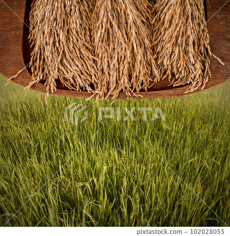 Rice paddy on wooden tray with green rice field background, Harvest concept 102028055